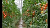 设施蔬菜栽培制度有哪些？
