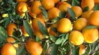 如何大理发展柑橘产业