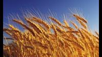 为什么小麦玉米国家标准等级指标用容重？而稻谷等级指标是出糙率？