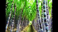 农产品行业在广西还有发展吗？