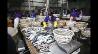 国内水产加工行业竞争激烈，鱼类加工成本增大，还有必要坚持吗？