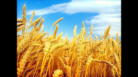 我们中国，好低的话，平均一亩地能产多少斤小麦？